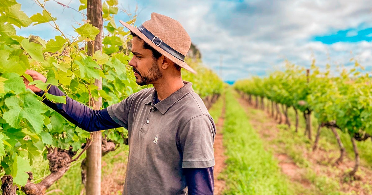 Após conquista da IG, produtores buscam selo Vinhos de Inverno do Sul de Minas