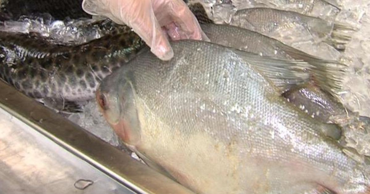 Emater-MG dá orientações sobre compra segura de peixes na Semana Santa 