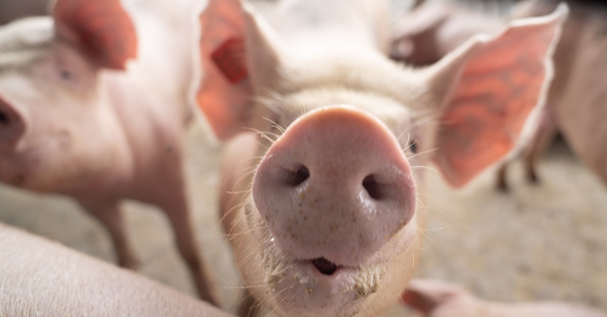 Dia da carne suína: Minas Gerais é referência em consumo e produção