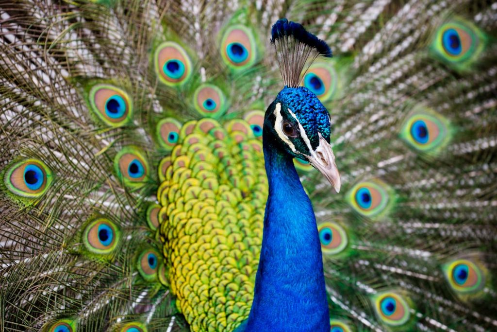 Pavão