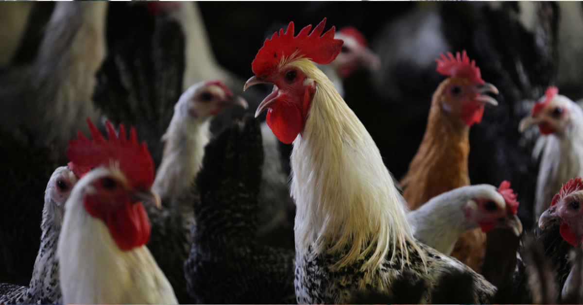 China emite proibição à importação de carne de frango de todo Brasil