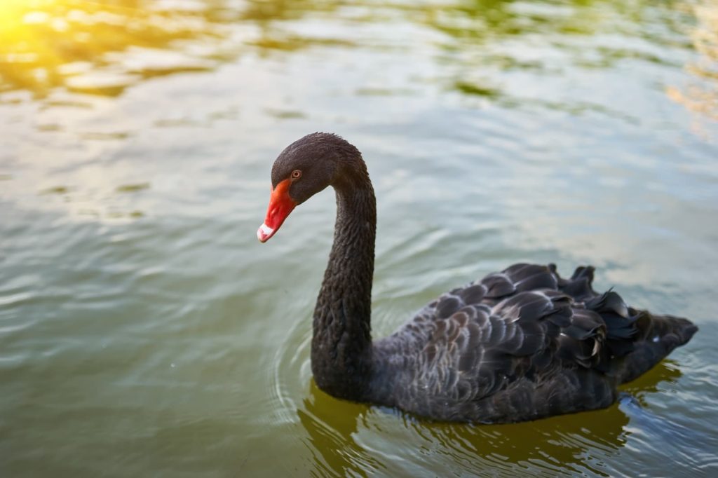 Cisne-negro