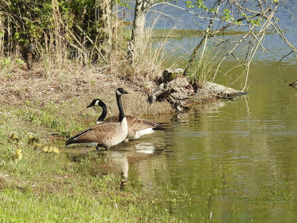 Minas confirma gripe aviária em aves ornamentais e decreta situação de emergência