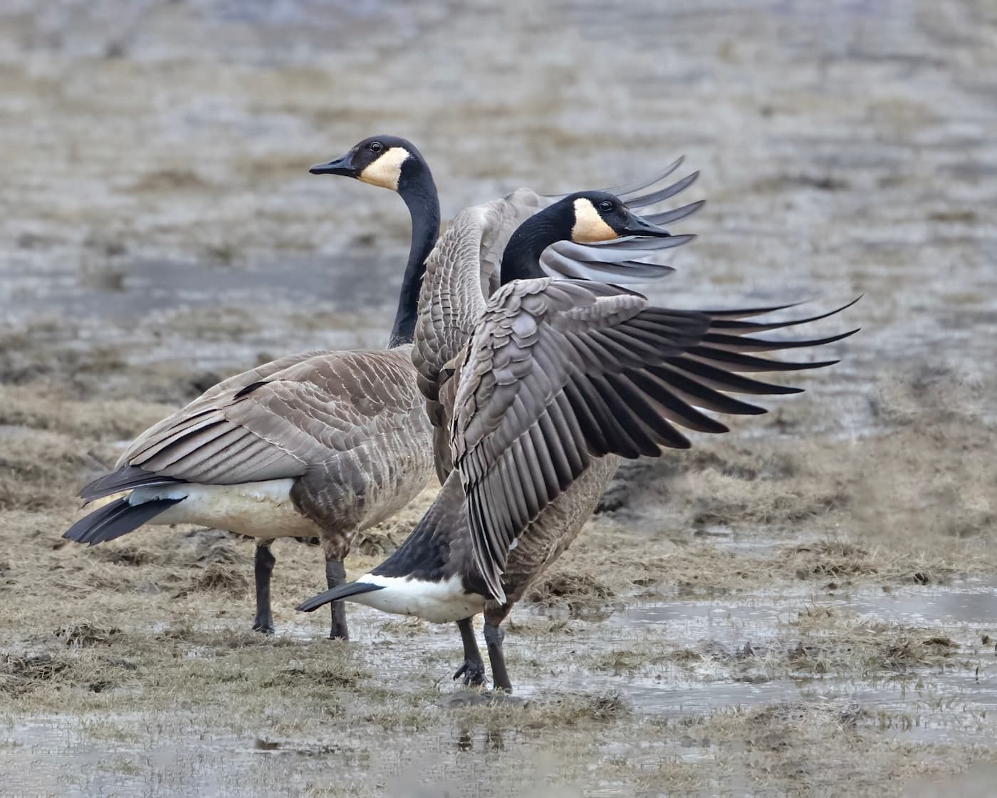Cisne-negro, ganso e pavão de Mateus Leme são o foco da gripe aviária em Minas Gerais