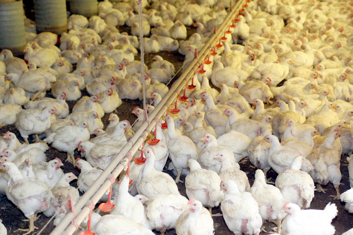 Mais de 30 mercados já colocaram restrições a frango do Brasil por gripe aviária