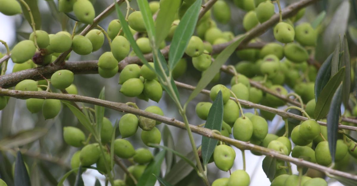 Azeites e azeitonas de Minas: governo inicia mapeamento da olivicultura no estado 