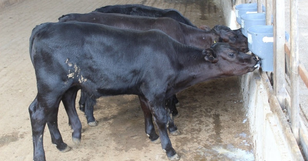 Nascem os primeiros bezerros geneticamente editados do Brasil