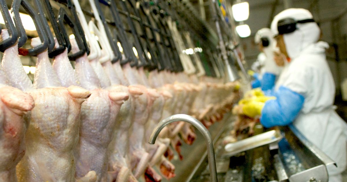 Há 18 investigações de suspeita de gripe aviária no País; BH e Mateus Leme estão na lista