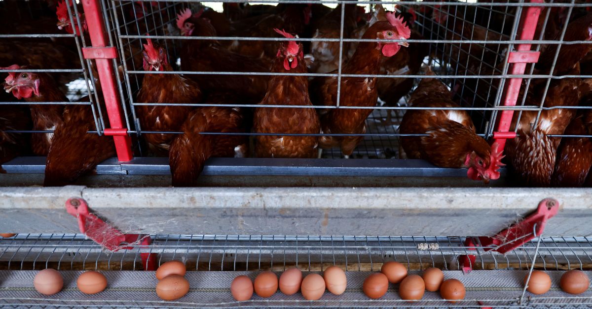 Exportadores de frango do Brasil se preparam para rejeições de cargas em meio a foco de gripe aviária