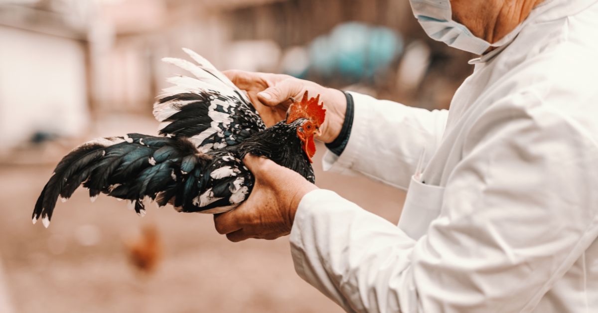 Rio Grande do Sul descarta 5 casos suspeitos de gripe aviária em humanos