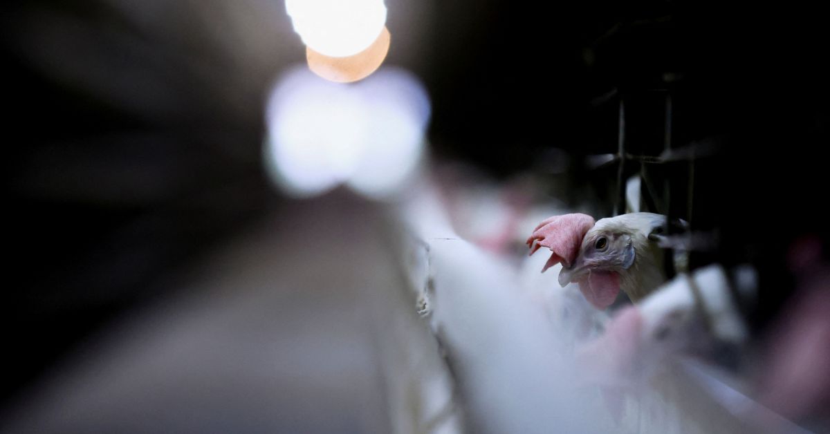 Embargo da China após confirmação de gripe aviária afeta exportações de US$ 140 milhões em MG