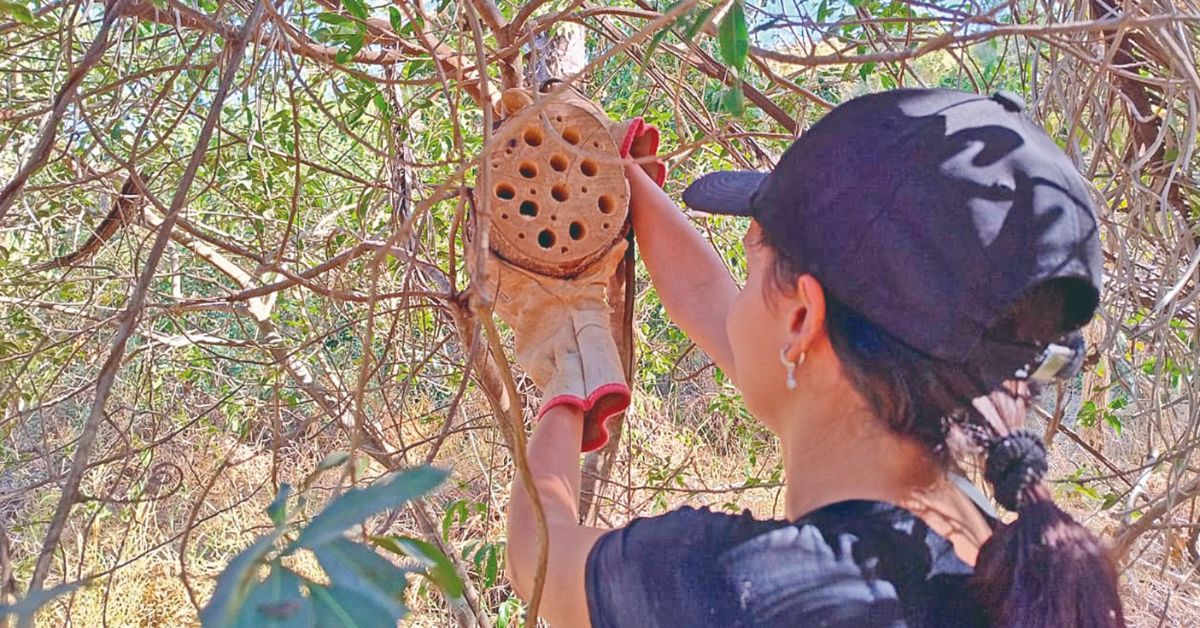 Projeto em BH protege as abelhas solitárias; conheça