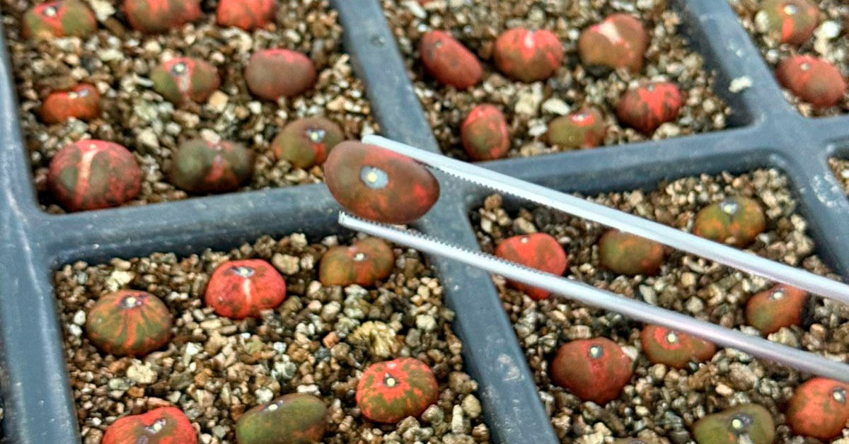 Acelen Renováveis e Unimontes desenvolvem novo protocolo de germinação da macaúba