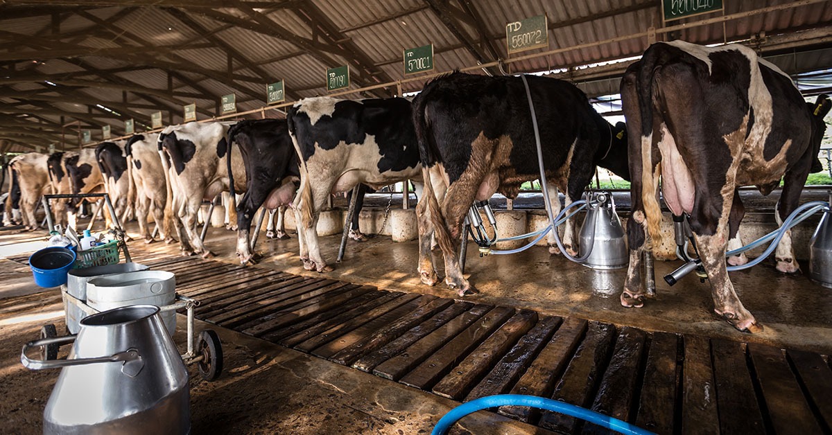 Dia do Leite: produção em Minas Gerais pode crescer até 3% em 2025