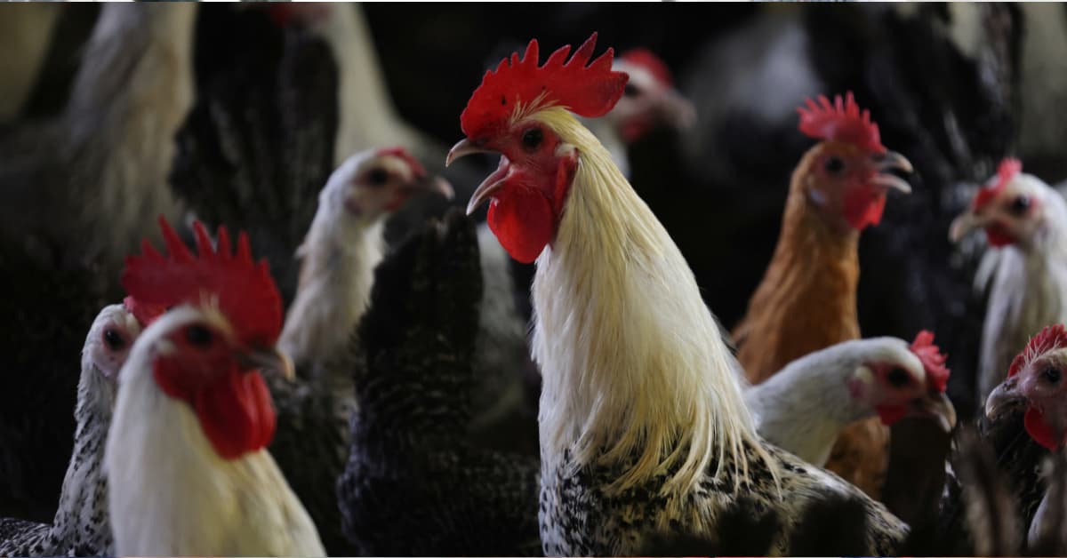 Pequenos produtores podem obter certificação para ovos e frangos caipiras em Minas; veja como