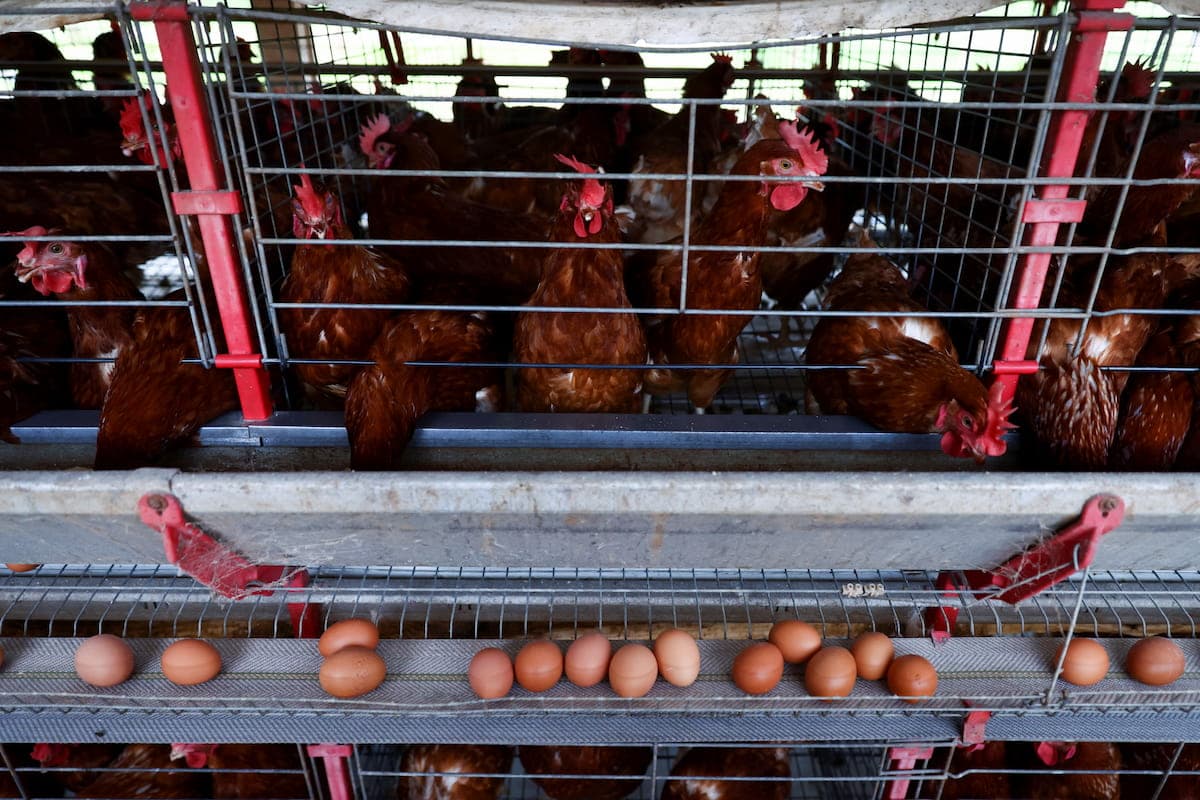 México reduz restrições à carne de frango do Brasil, diz Mapa