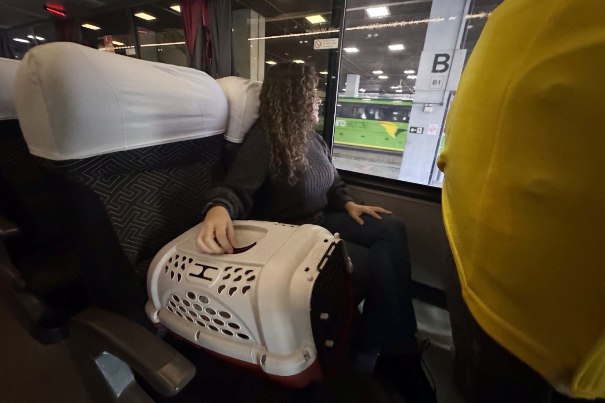 Minas Gerais regulamenta transporte de animais em ônibus intermunicipais; veja as regras