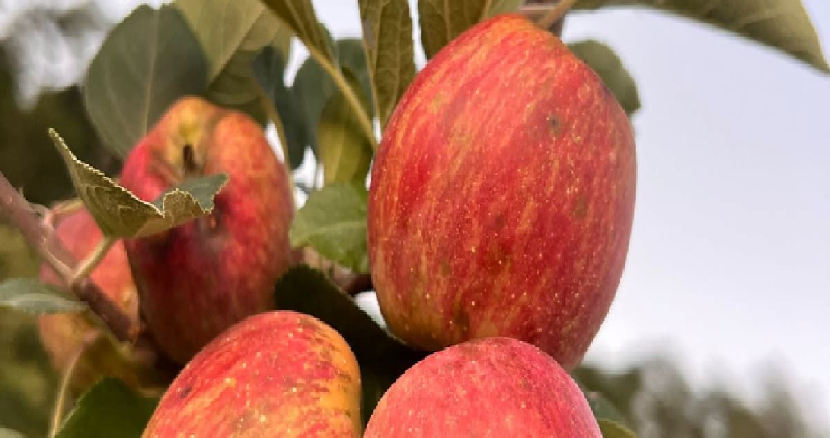 Área plantada com maçãs no Sul de Minas deve crescer mais de 40% este ano