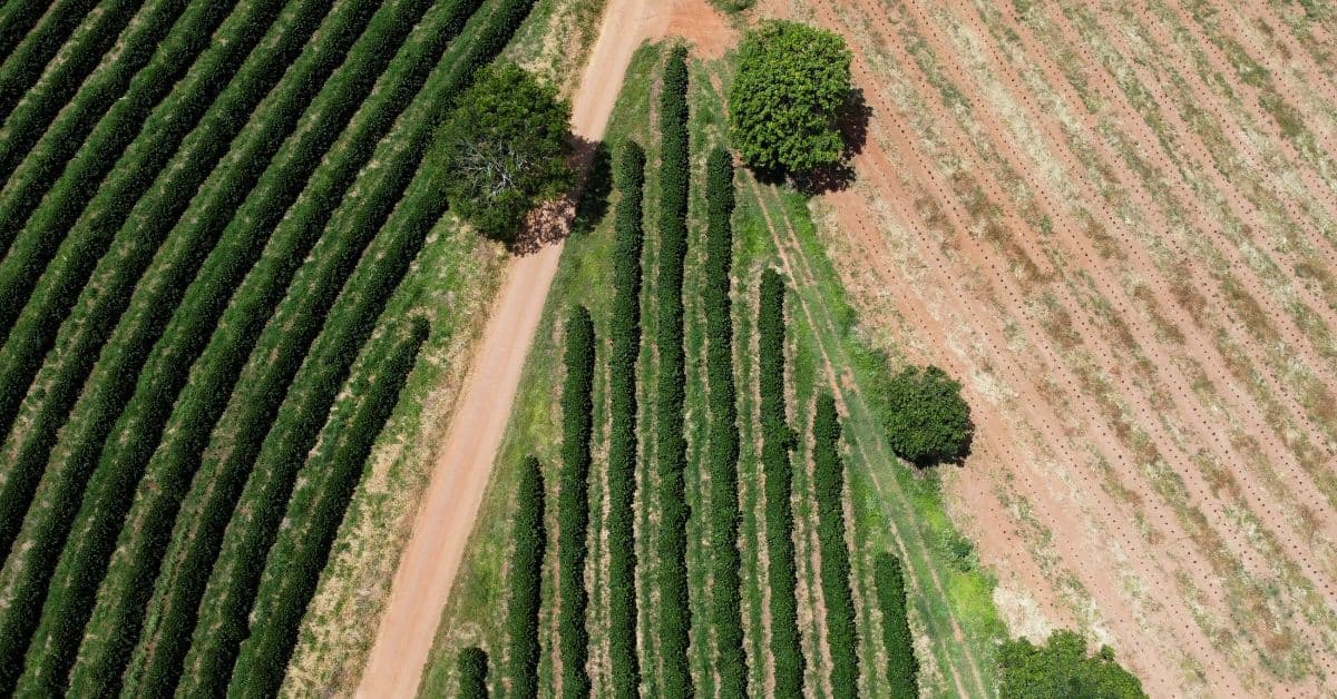Chuvas atrasam colheita de café dos cooperados da Cooxupé