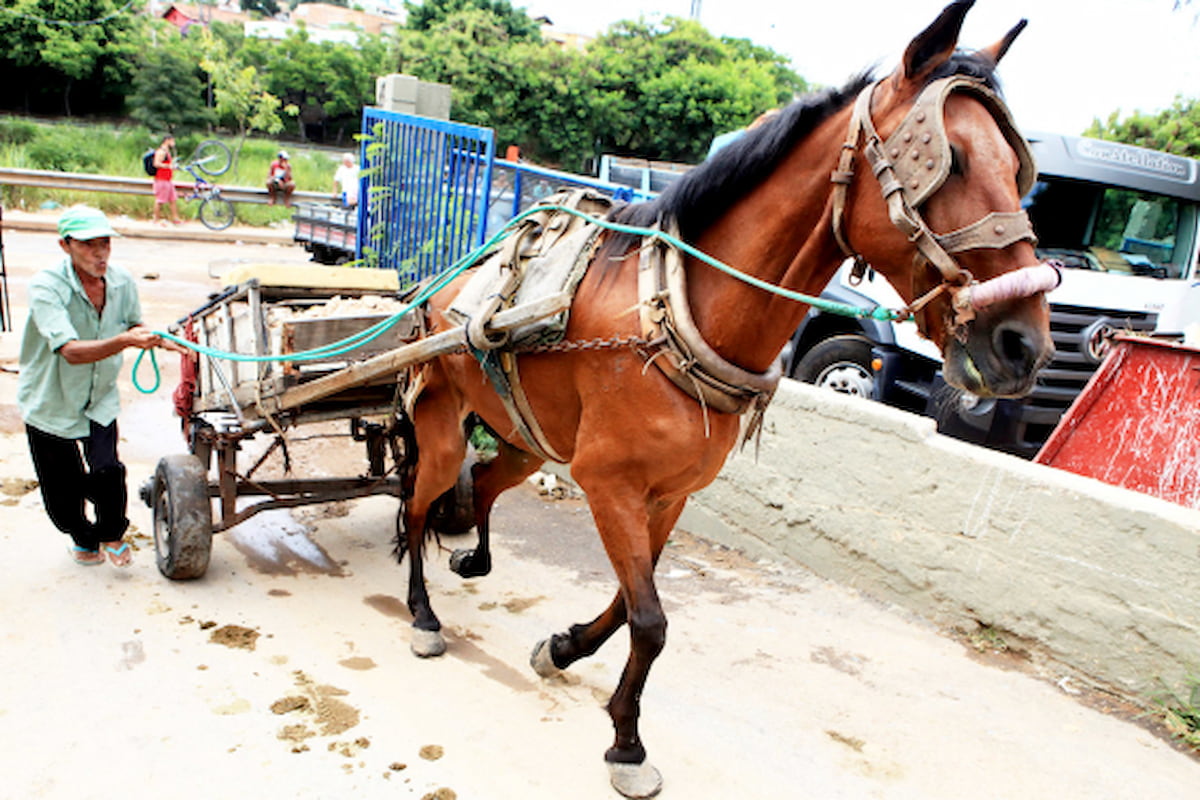Fim das carroças em BH avança com plano para inclusão de carroceiros e acolhimento dos cavalos