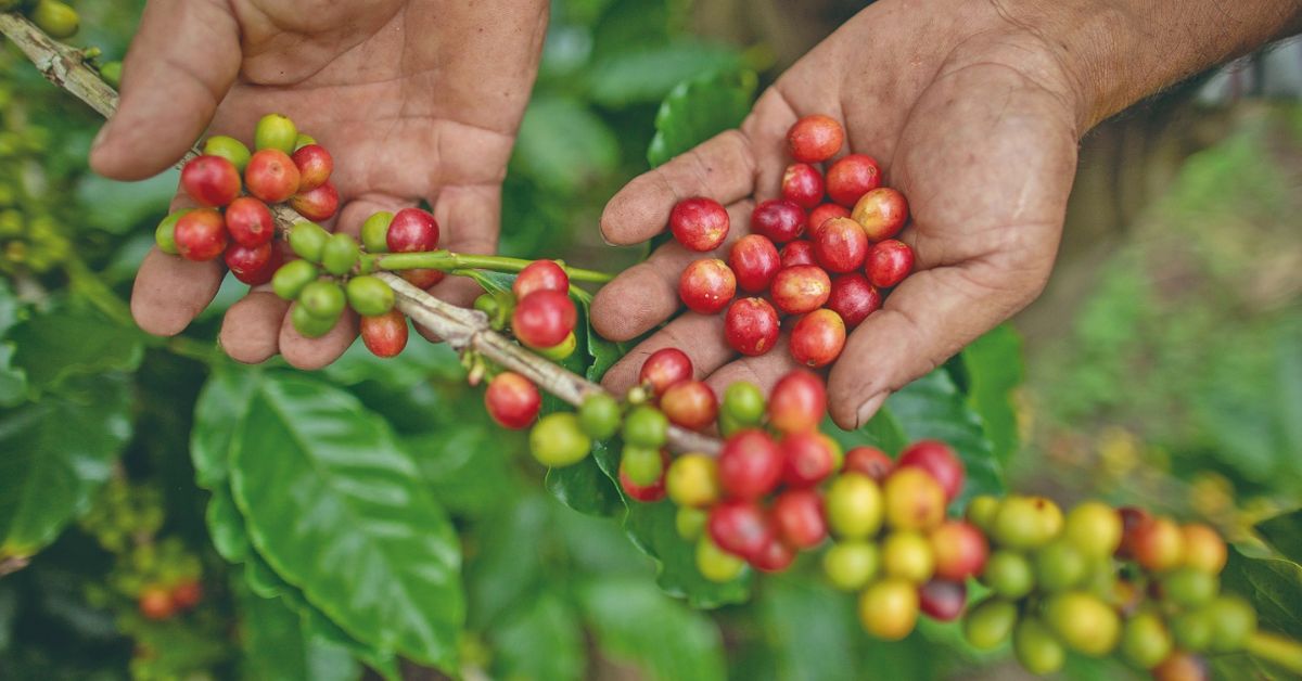 Países árabes querem comprar mais produtos do agro do Brasil em alternativa aos EUA