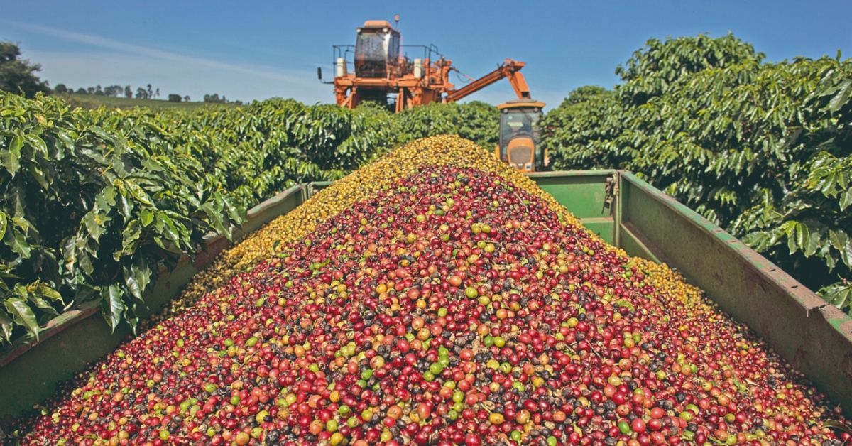 Estimativa do VBP da agropecuária mineira é recorde