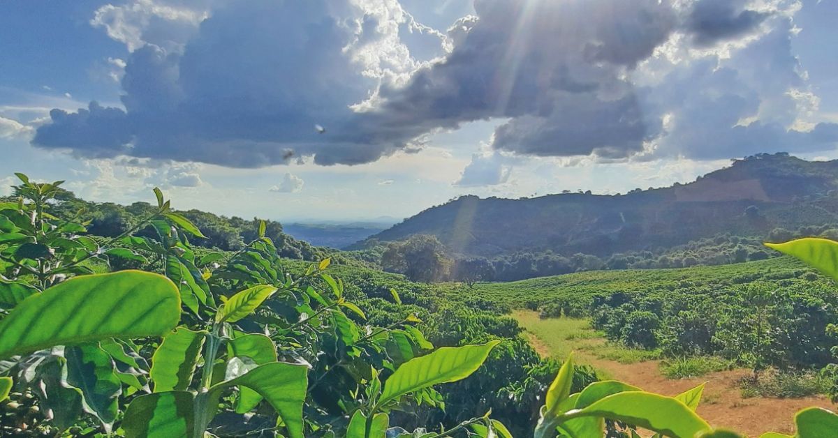 Municípios produtores de café passam a liderar as exportações de Minas Gerais