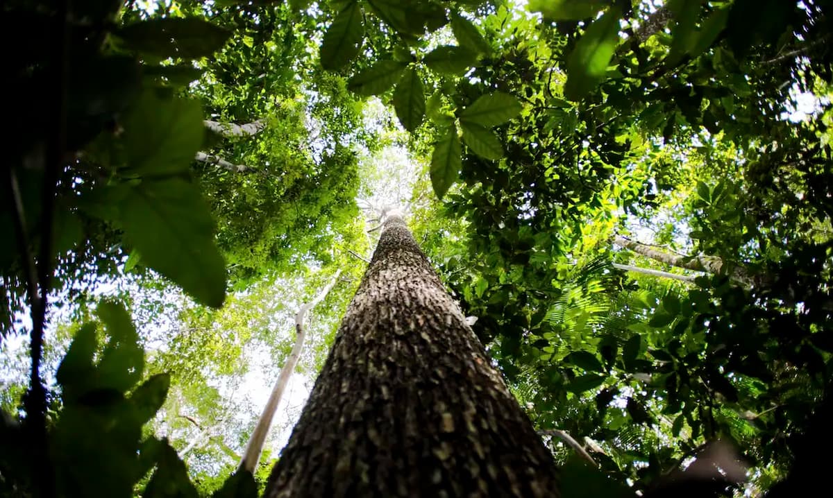Países defendem fundo florestal com recursos carimbados para indígenas