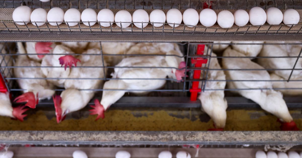 OMSA considera como resolvido caso de gripe aviária em granja comercial no RS