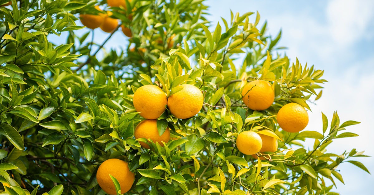 Safra de laranja: clima favorece safra e produção pode crescer 80%
