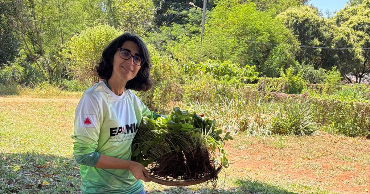 Plantas Alimentícias Não Convencionais (Pancs) são alternativa para diversificação agrícola em Minas