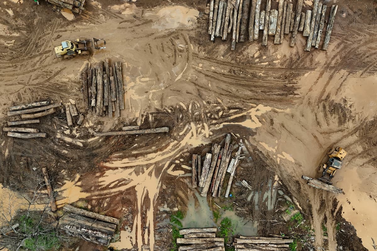 Desmatamento cresce na Amazônia, mas cai no Cerrado e no Pantanal, segundo Deter