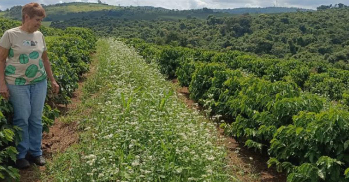 Mulheres no Sul de Minas se destacam na cafeicultura