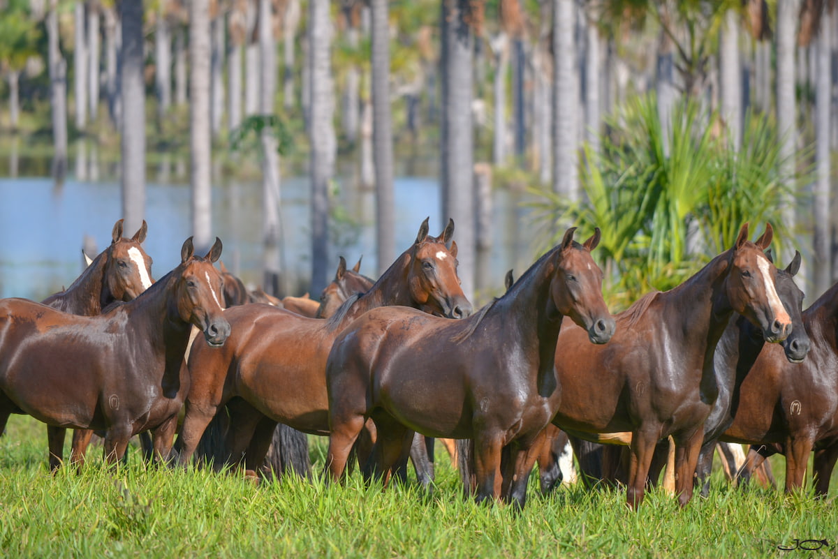 Intoxicação: entidade de cavalos Mangalarga teme que problema seja ainda maior