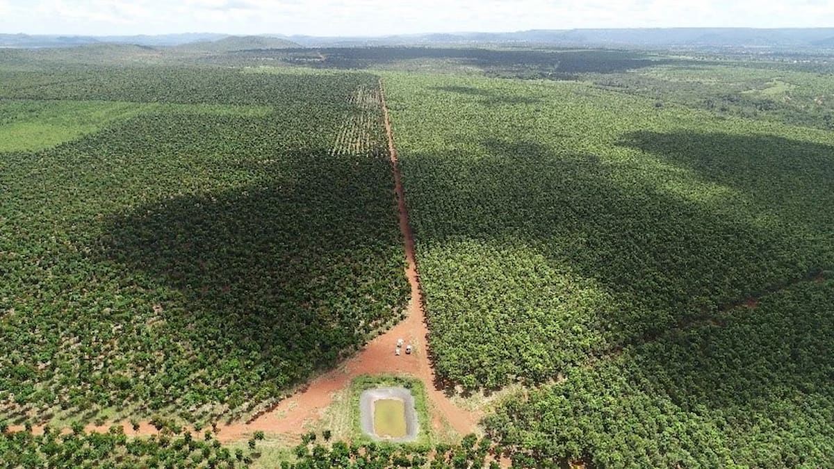 Cenibra amplia atuação em Minas Gerais com aquisição de áreas de mogno africano
