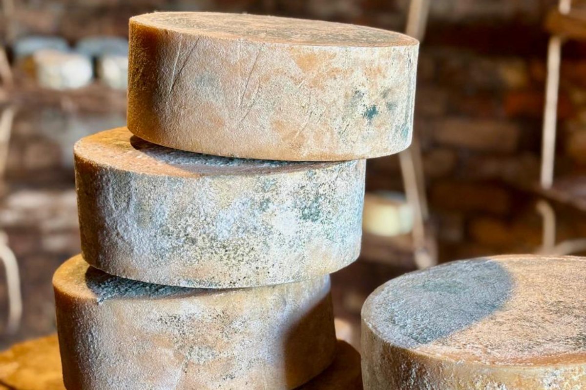 MG tem 5 das 8 cidades mais premiadas do maior concurso de queijo da América; confira quais