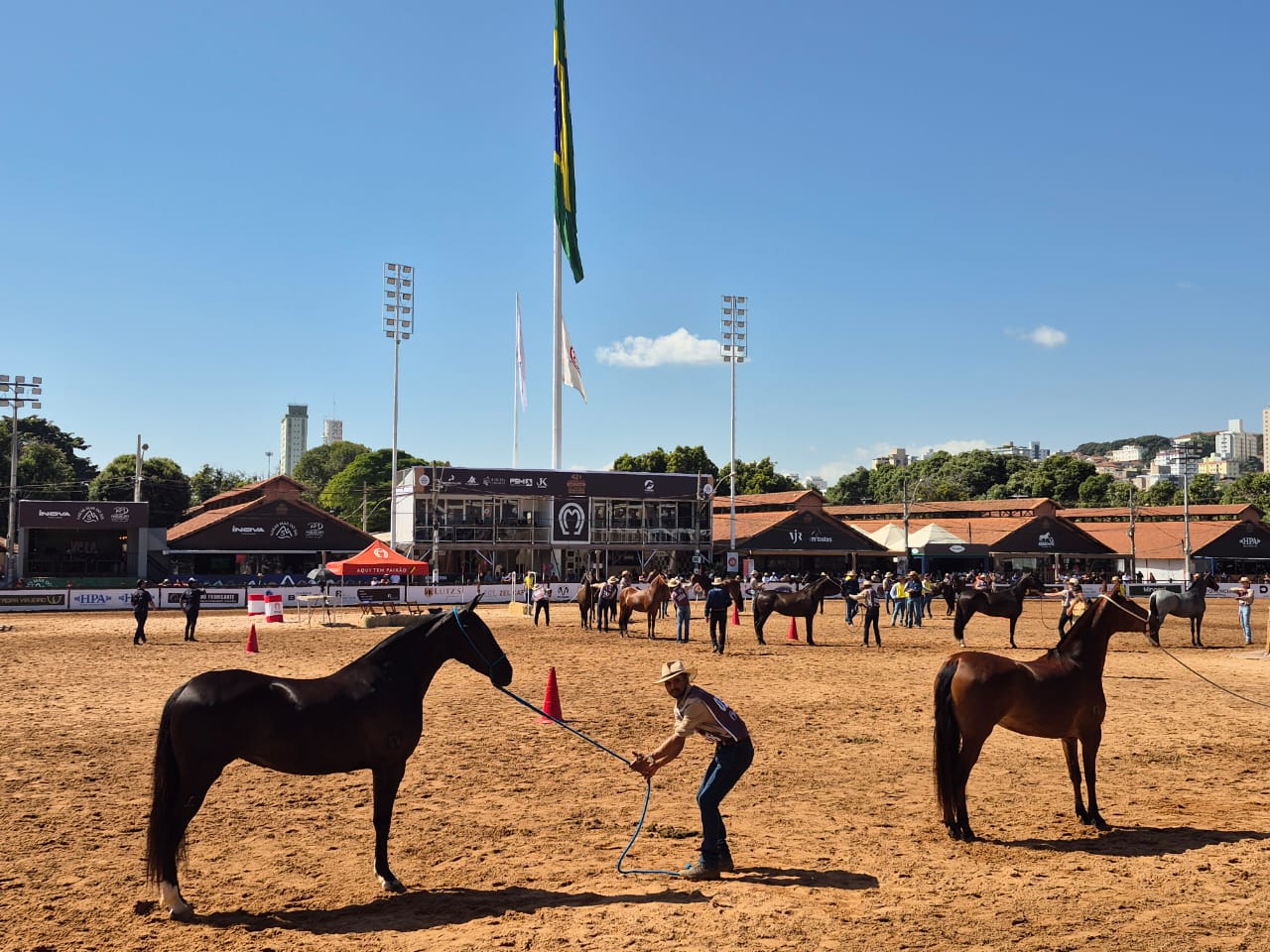 Exposição Nacional do Mangalarga Marchador reúne mais de 1,6 mil cavalos em Belo Horizonte