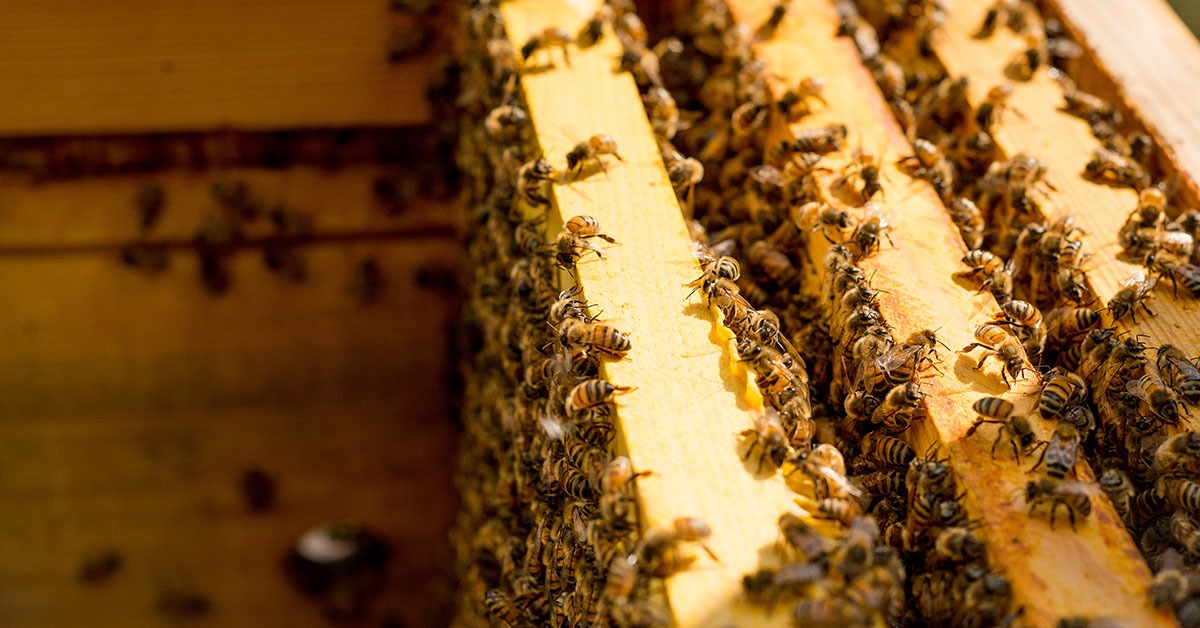 Alto Jequitinhonha tem potencial para produção de própolis verde