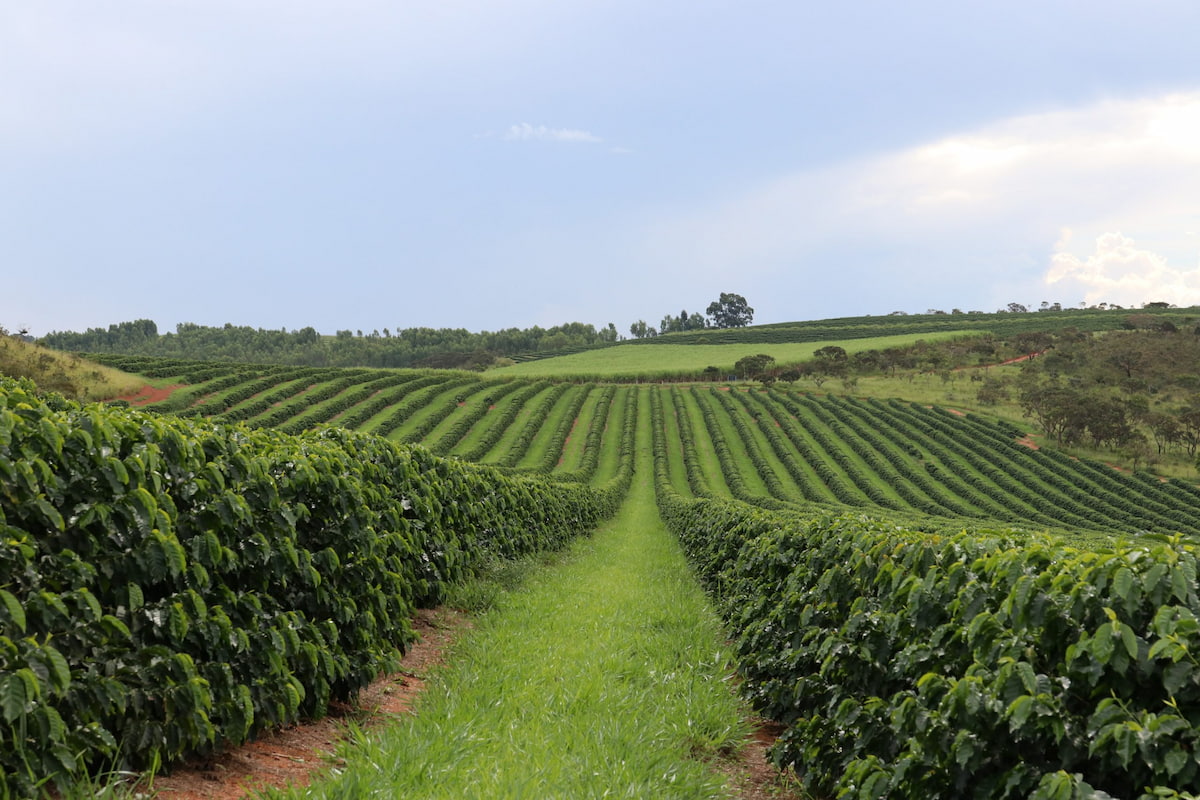 Produtor ganhador do ‘Oscar do Café’ aposta em compostagem e agricultura regenerativa