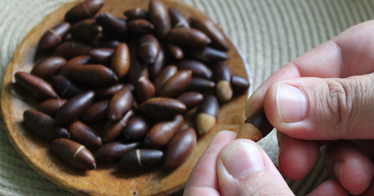 União Europeia abre mercado para a castanha de baru