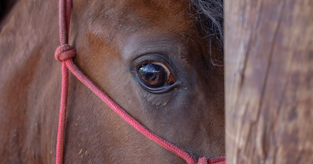 Número de cavalos mortos e intoxicados por ração pode superar 200 em Minas Gerais
