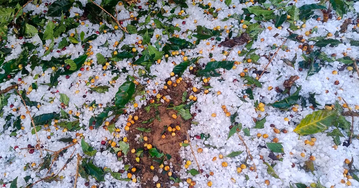Chuva de granizo atingiu mais de 20 municípios e vai prejudicar safra de café no Sul de Minas