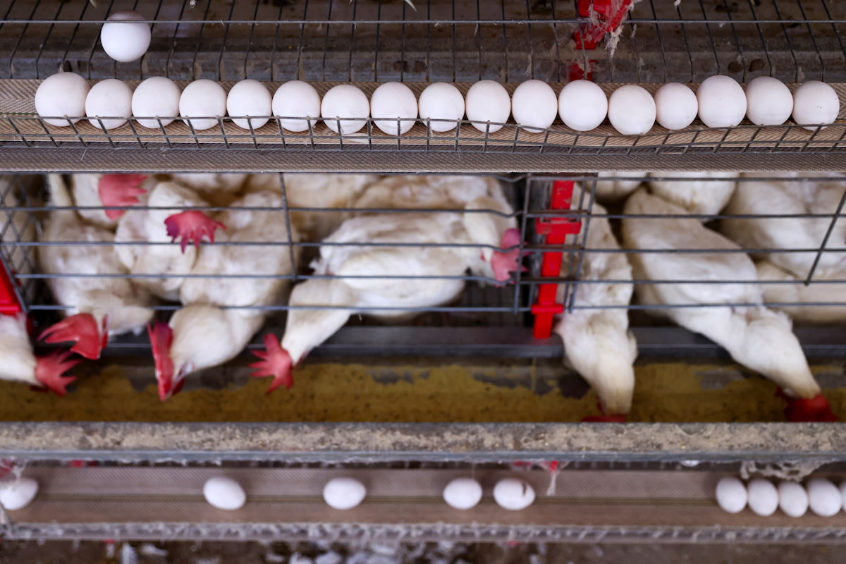 ABPA vê ‘evolução’ da exportação de carne de frango no 2º semestre com retomada de mercados