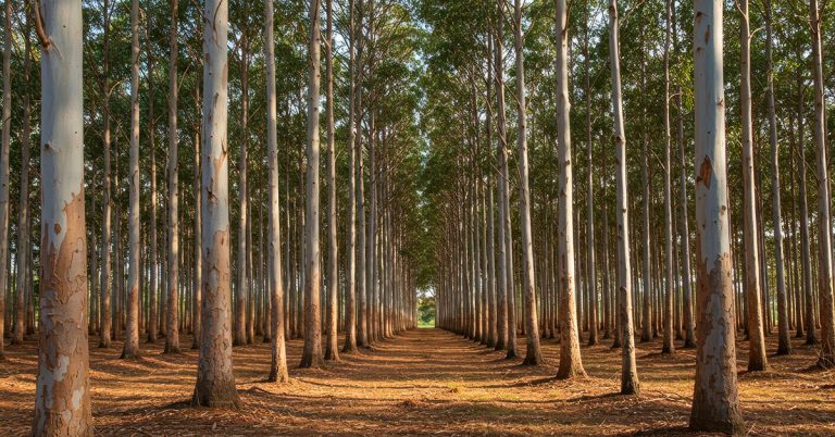 Minas Gerais aposta nas florestas plantadas para liderar a economia verde