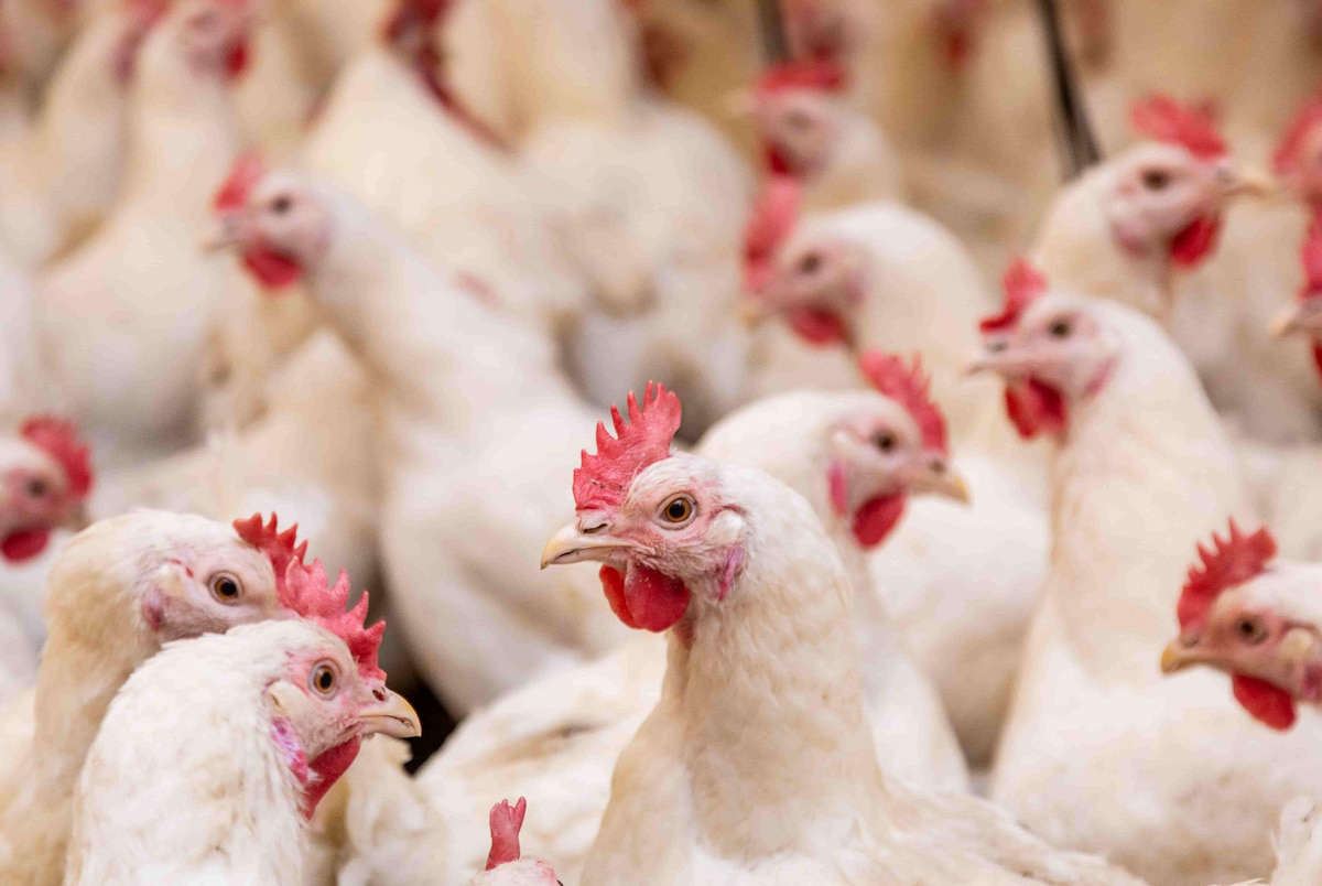 Chile e a Arábia Saudita retiram embargo à carne de frango do Brasil