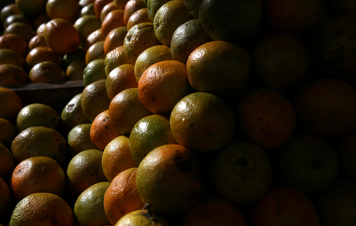 Tarifa de 50% dos EUA ao Brasil é péssima para exportadores de suco de laranja, diz CitrusBR