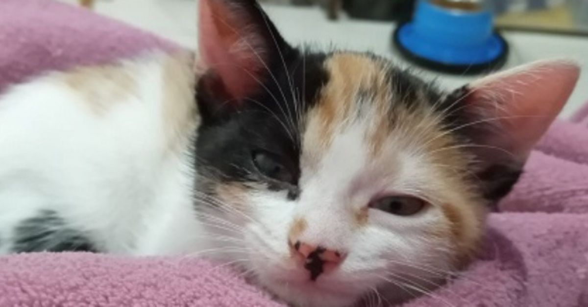 Prazo para edital de microchipagem de cães e gatos em Minas termina nesta sexta-feira (11)