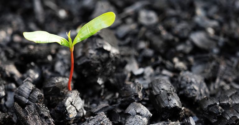 Setor é estratégico para a economia verde