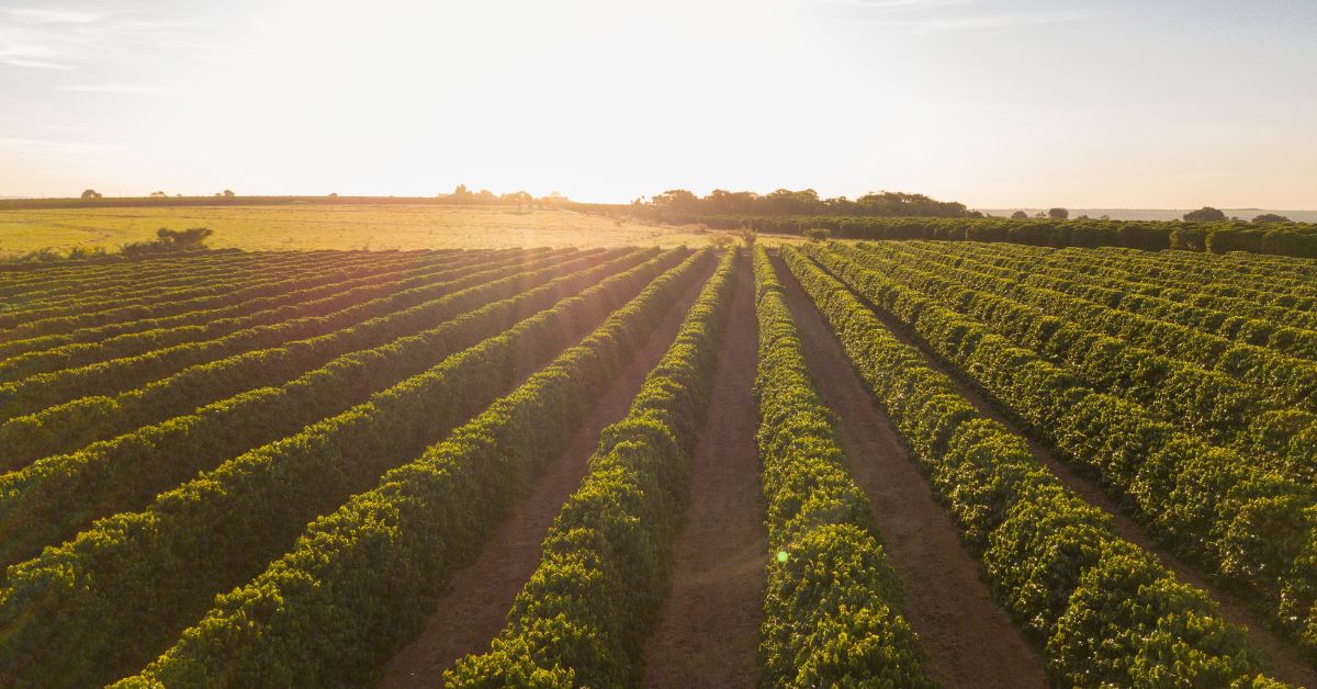 Clima e bienalidade negativa derrubam safra de café em Minas Gerais
