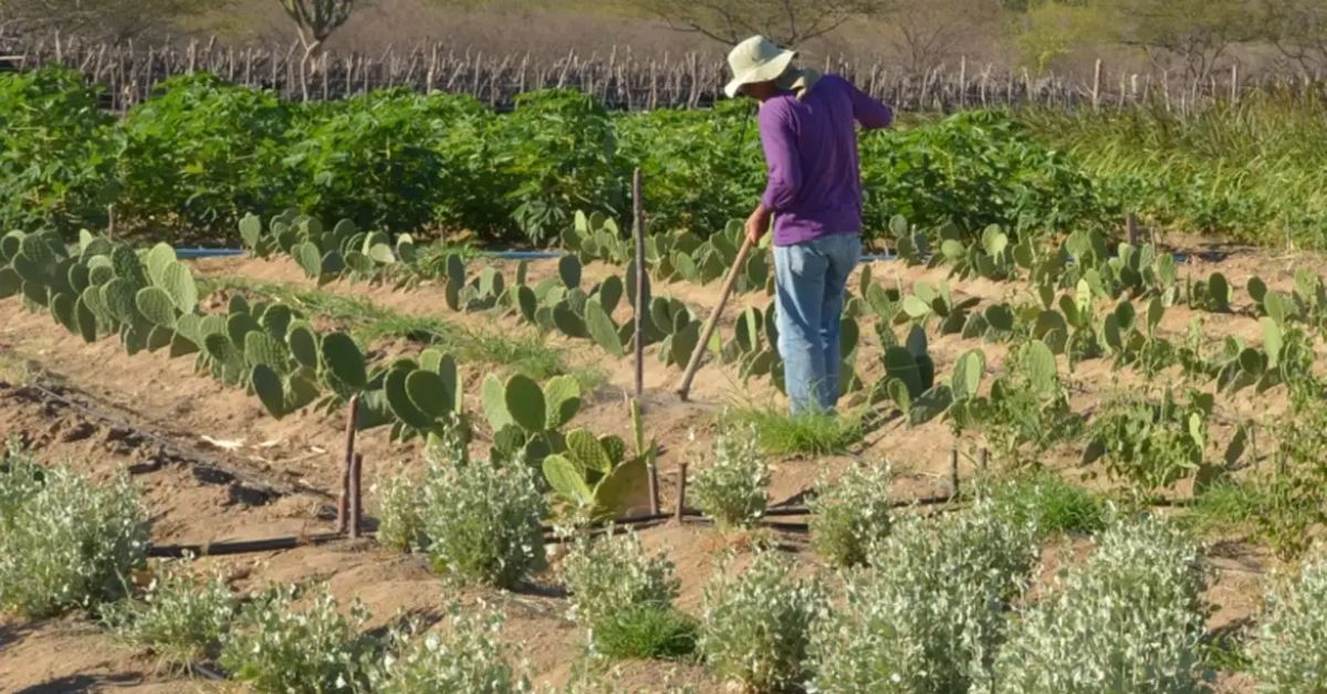 Rendimento de trabalhador rural sobe 5,5% no 1º trimestre